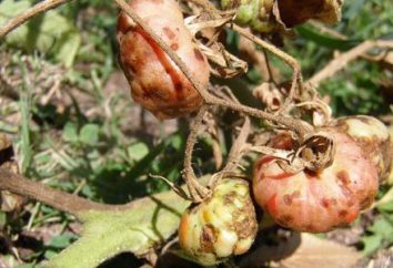 Quali sono la malattia di pomodoro in campo aperto
