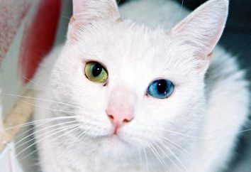 Koty rzadkich ras: nazwa i opis. Najrzadszych ras kotów na świecie