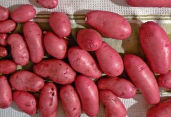 Patate "Scarlet": descrizione della varietà, del cliente giardinieri