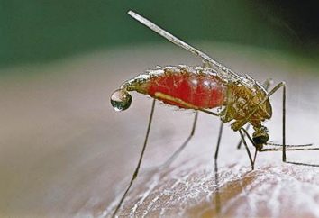 mosquito Anopheles en Rusia: Lo que debe saber