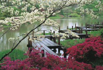 Japanische Blumen: Beschreibung, Name, vor allem der Pflege und Zucht