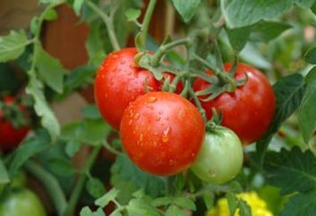 Pomidor drzewo – mit czy rzeczywistość?