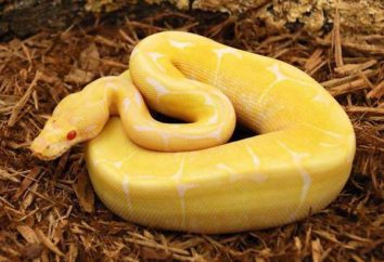 Żółty wąż: rodzaje i funkcje