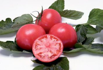 Pomodori "Mikado": descrizione della varietà, in particolare le recensioni coltivazione e la cura