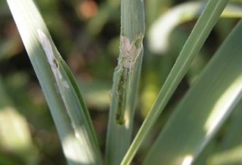 Cómo tratar con la mosca cebolla – la plaga del jardín verde?