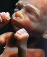 22 settimane di gravidanza: le perturbazioni in addome, le dimensioni del feto