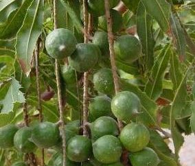 nueces de macadamia – nuez reconocido rey del reino