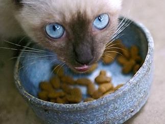 Dobre jedzenie dla kotów: Jak wybrać