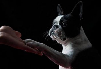 Comment enseigner à votre chien la commande « Donnez la patte! » et d'autres