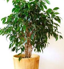 Ficus benjamina: formazione di una corona
