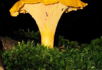 Pfifferlinge – Pilze hilfreich. Eigenschaften und Beschreibung von Wald