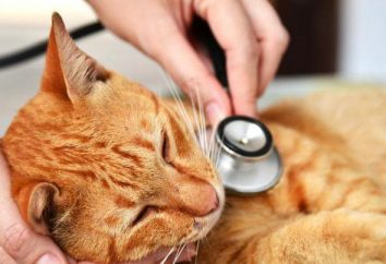 Leucémie virale chez les chats: symptômes et traitement