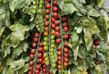 Pomidor Rapunzel: Opis odmiany, produktywności i opinie