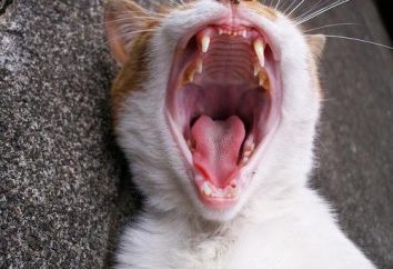 Ile zębów u kotów, ponieważ są one czyste