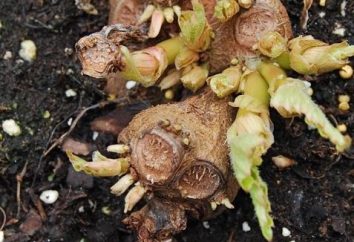 Jak rosną begonia bulwę i nie tylko