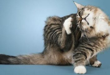 Katzenkratz Ohr, Ursachen und Behandlung. Drops von Ohrmilben für Katzen