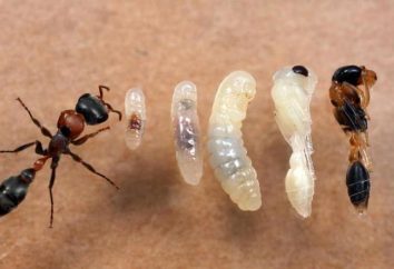 Quatre étapes de fourmi de développement: conversion complète