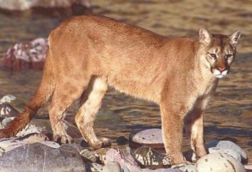 Mountain Lion – grand et le chat prédateur. Reproduction, la nutrition et les photos animaux