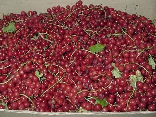 Ribes rosso. Ordina selezione Ural
