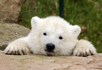 Orso polare Knut e la sua storia (foto)