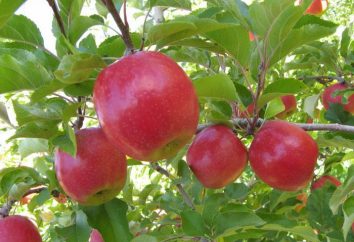 Berkutovskoe (maçã) – a escolha certa