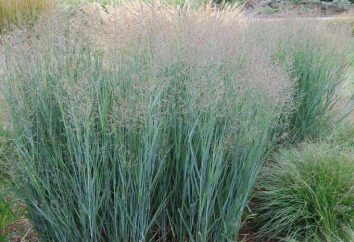 Switchgrass: opis odmiany