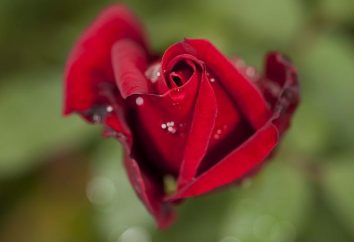 Opis róża lub różnorodność gatunków Królowej Kwiatów