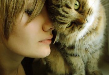 Como melhorar o relacionamento com seu gato