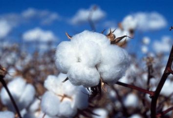 ¿Qué es el algodón?