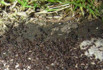 Lotta contro le formiche: modi popolari
