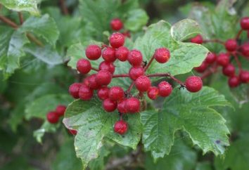 Vino della Viburnum – sapore indimenticabile e l'aroma di estate