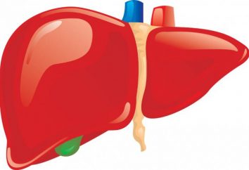 Cisto do fígado: causas, sintomas, tratamento