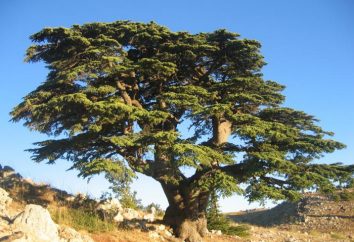 cedro del Libano: descrizione, la distribuzione, l'uso e la coltivazione in casa