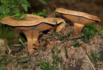 funghi Insidious svinushki commestibili: per raccogliere o no?