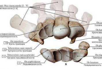 hueso del carpo: estructura y función