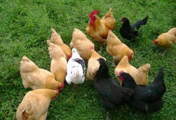 Pollo Mini Carne: raza descripción, reproducción y