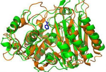 Enzymy biochemii. Struktura, właściwości i funkcje