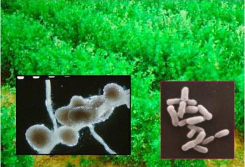 Stickstoff-fixierenden Bakterien: Lebensraum, Funktions-