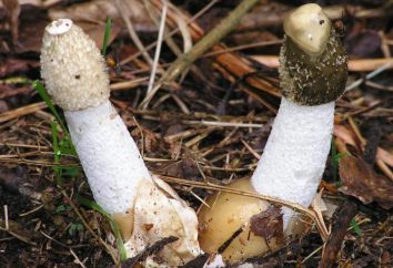 Traitement champignon Veselka. Recettes traditionnelles avec champignons Veselka