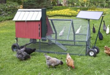 Gospodarstwo domowe na kurczaki hodowlane: gdzie zacząć swoją firmę?