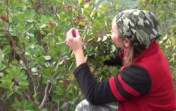 Las bayas de saúco. Propiedades útiles de frutas y flores arbusto