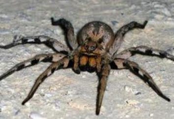 Najbardziej niebezpieczne pająk na świecie (zdjęcia)