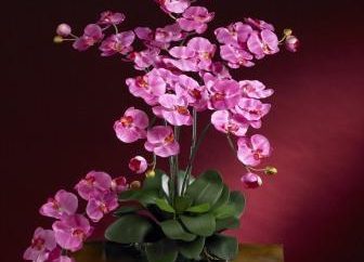 Características del mantenimiento de epifitas: ¿Cómo recortar la orquídea después de la floración