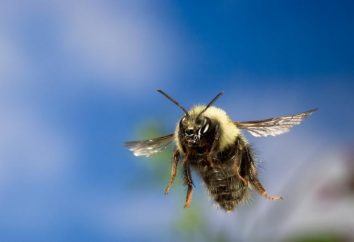 Wie Bienen finden ihren Weg nach Hause? Mehrere gemeinsame Versionen