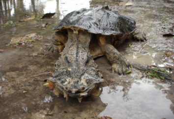 Matamata Turtle: wygląd i ciekawostki