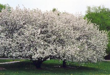 Piantare alberi di mele in Siberia – una piacevole realtà
