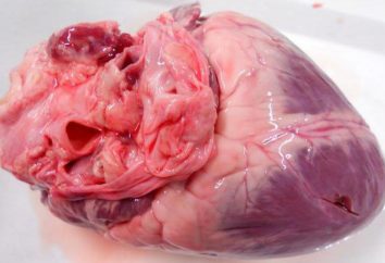 Cómo cocinar el corazón de cerdo? Beneficios y daños al producto