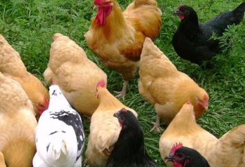 Malattie galline richiedono attenzione