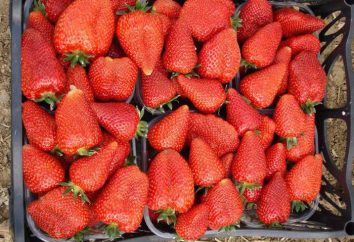 La variété de fraises Syrie: caractéristiques, la culture