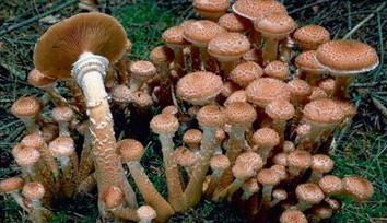 O que é, o maior cogumelo no mundo?
